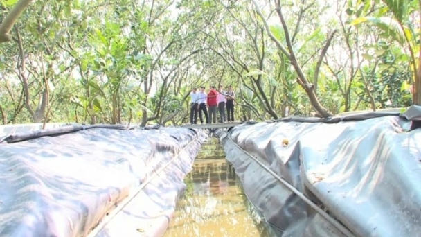 Distributed water storage helps specialty fruit gardens in the Mekong Delta overcome drought and salinity